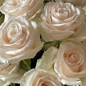 Meet your Posher, Patricia